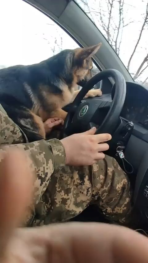 ウクライナの兵士がジャーマン・シェパードの子犬に運転のレッスンをしている。