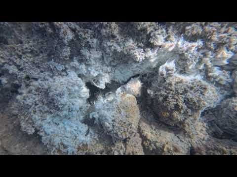 マルタの海から湧き出る熱水
