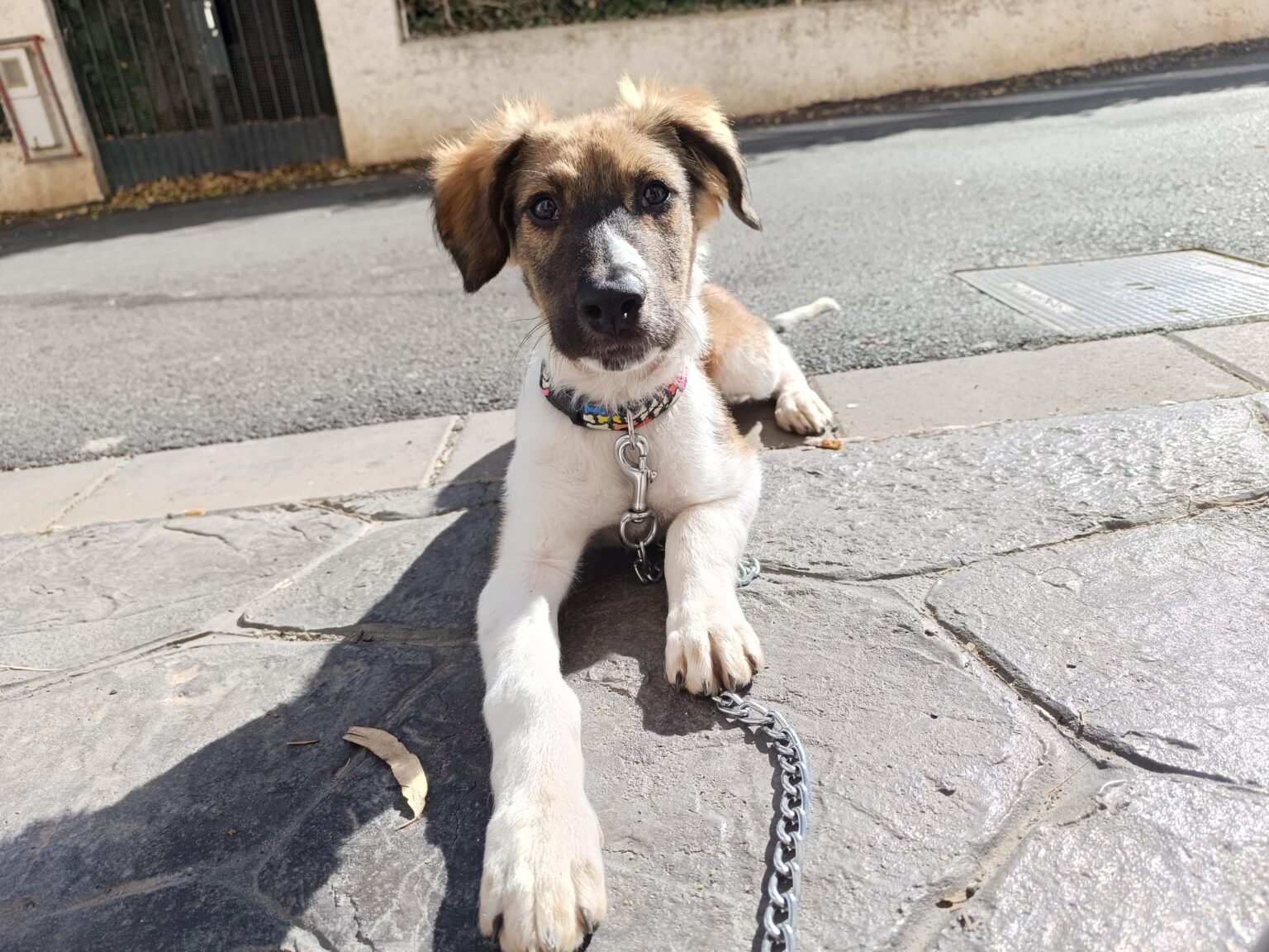 私の意見では、店の前で犬を繋ぐ行為に対する罰金はあまり意味がなく、ペットの健康にも寄与しません。 私の意見では、店の前で犬を繋ぐ行為に対する罰金はあまり意味がなく、ペットの健康にも寄与しません。