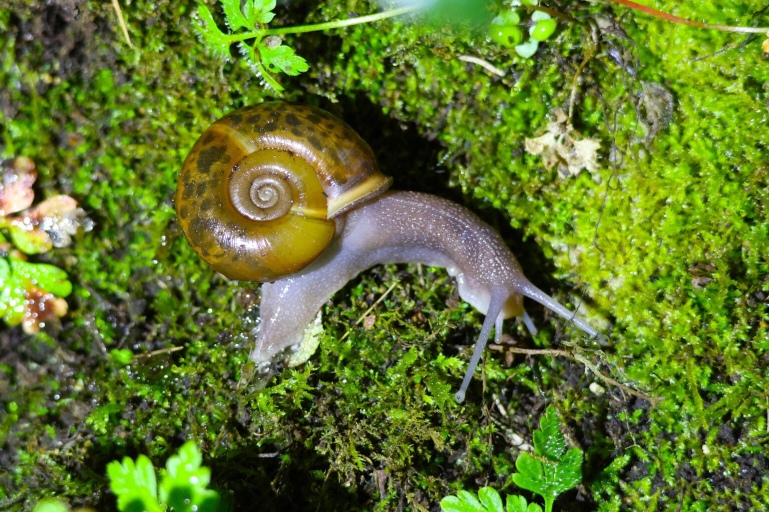 カンタブリア州サンタンデールのカンペールカタツムリ (Elona quimperiana)