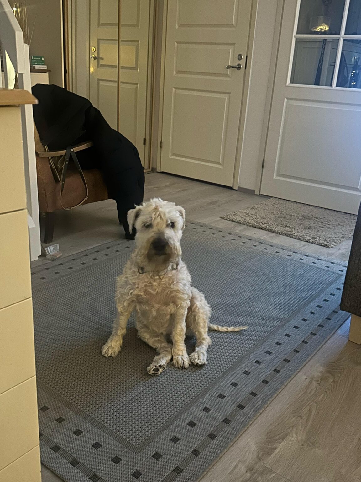 私のガールフレンドの犬はフィンランド語しか理解できません。 それにはどんなことを言えばいいでしょうか？