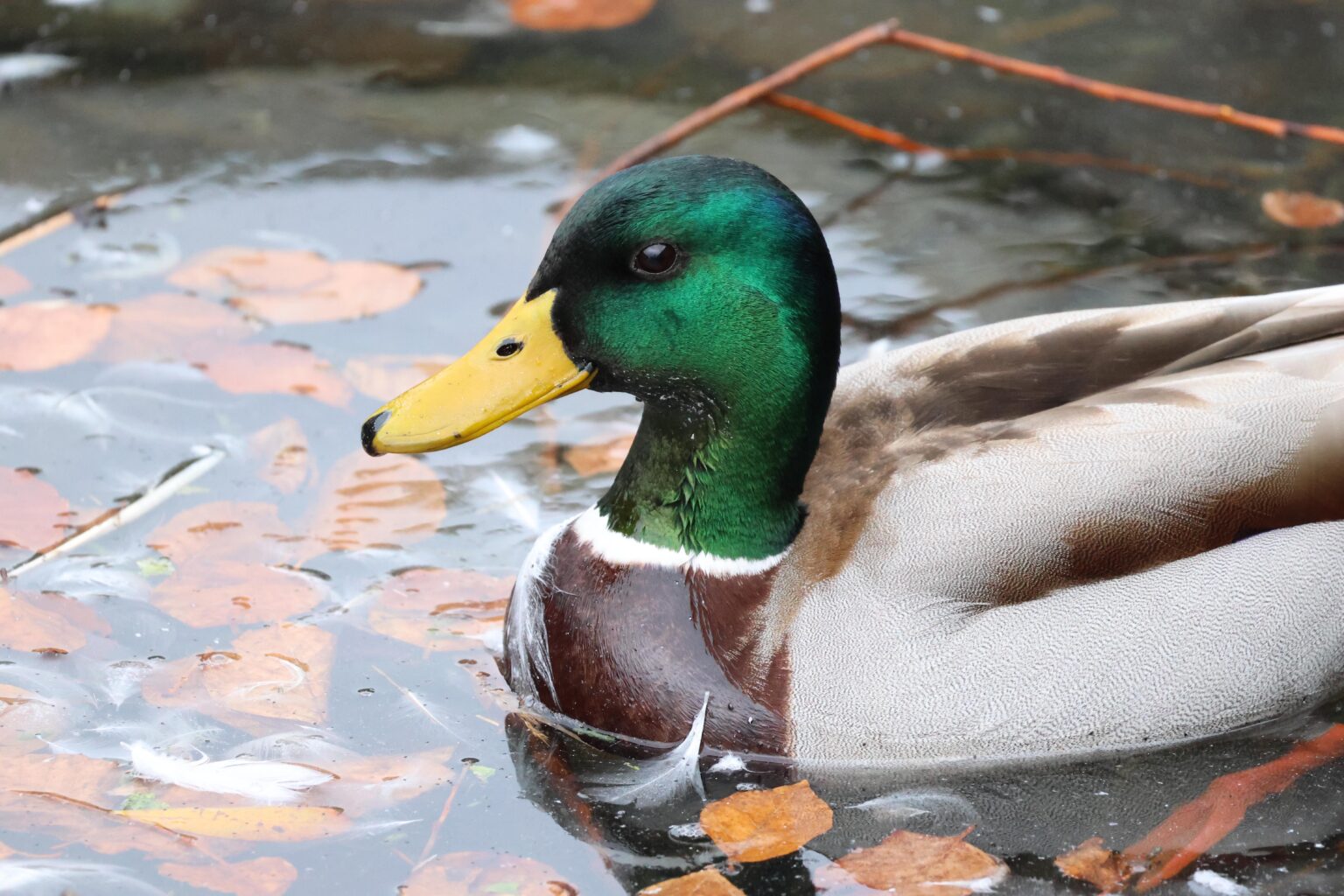 カンタブリア州サンタンデールのマガモ (Anas platyrhynchos)