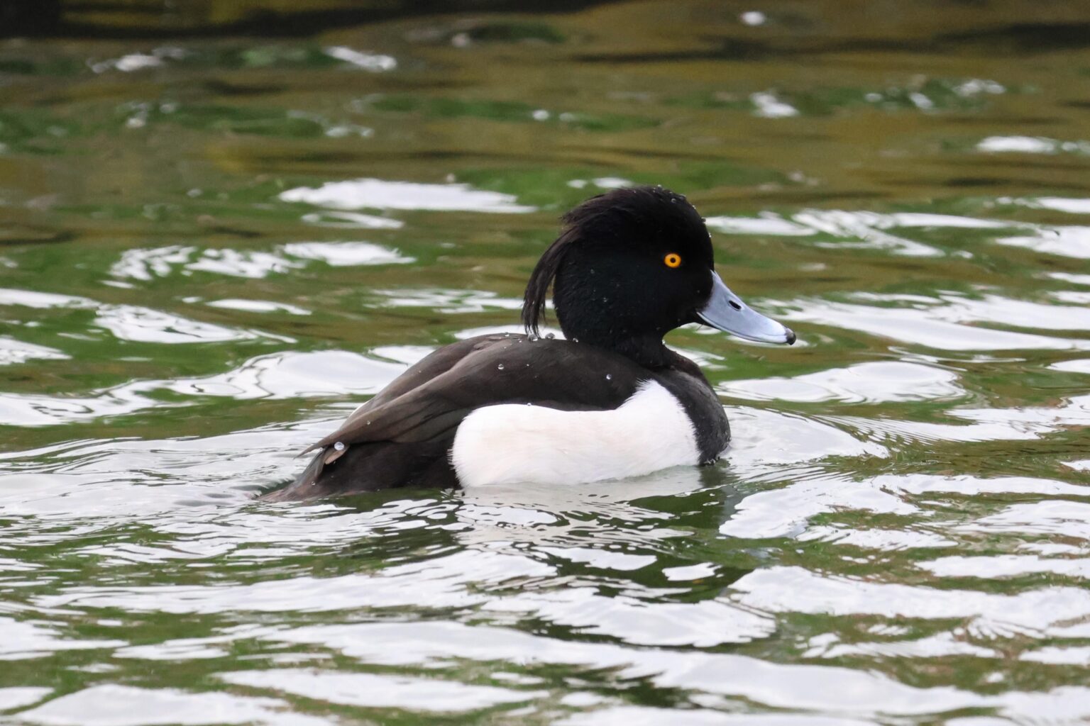 カンタブリア州サンタンデールのキンクロハジロ (Aythya fuligula)