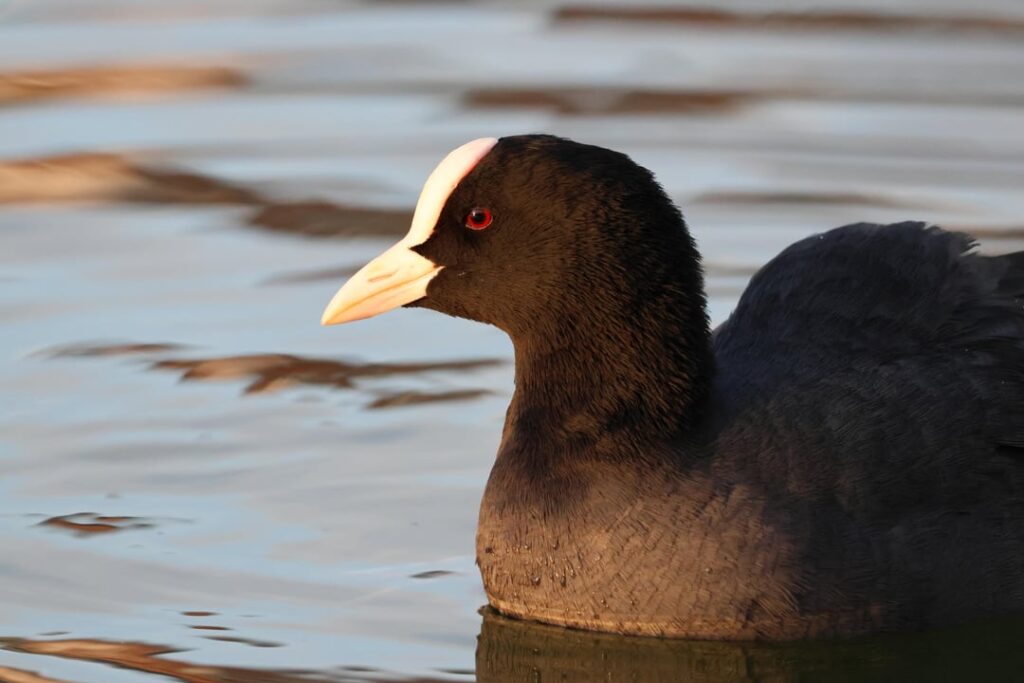 カンタブリア州サンタンデールの一般的なフォチャ (Fulica atra)