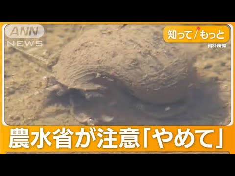 ジャンボタニシで除草？　投稿が炎上　農水省が注意喚起　米農家「信じられない」【知ってもっと】【グッド！モーニング】(2024年3月14日)