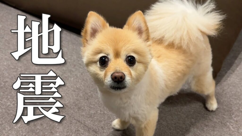 【緊急地震速報】関東地方で大きな地震がありました…