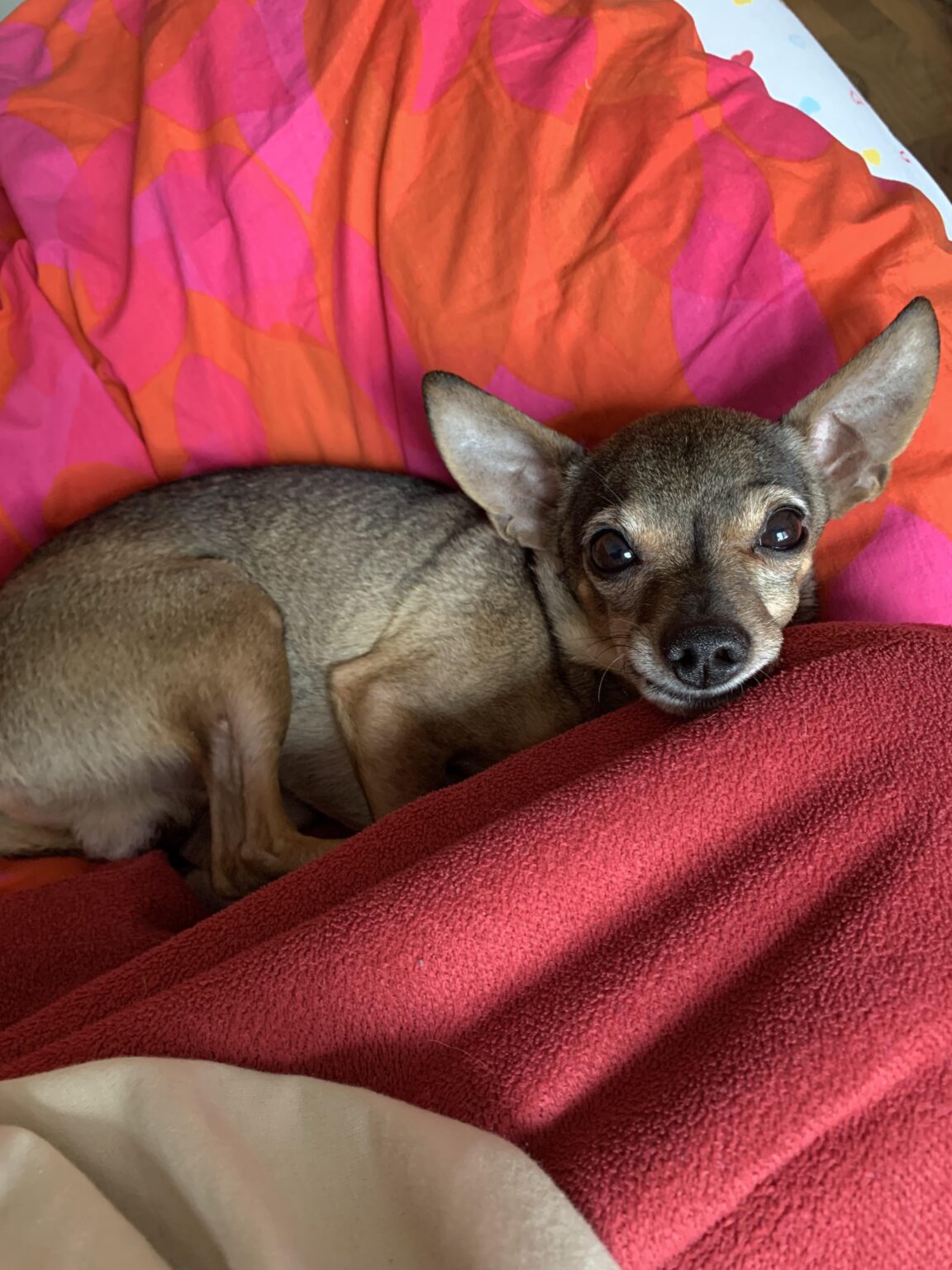 カウナスの犬の歯磨き