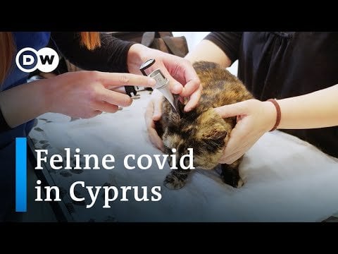 致命的な猫コロナウイルスがキプロスで恐怖を引き起こす | ヨーロッパに焦点を当てる