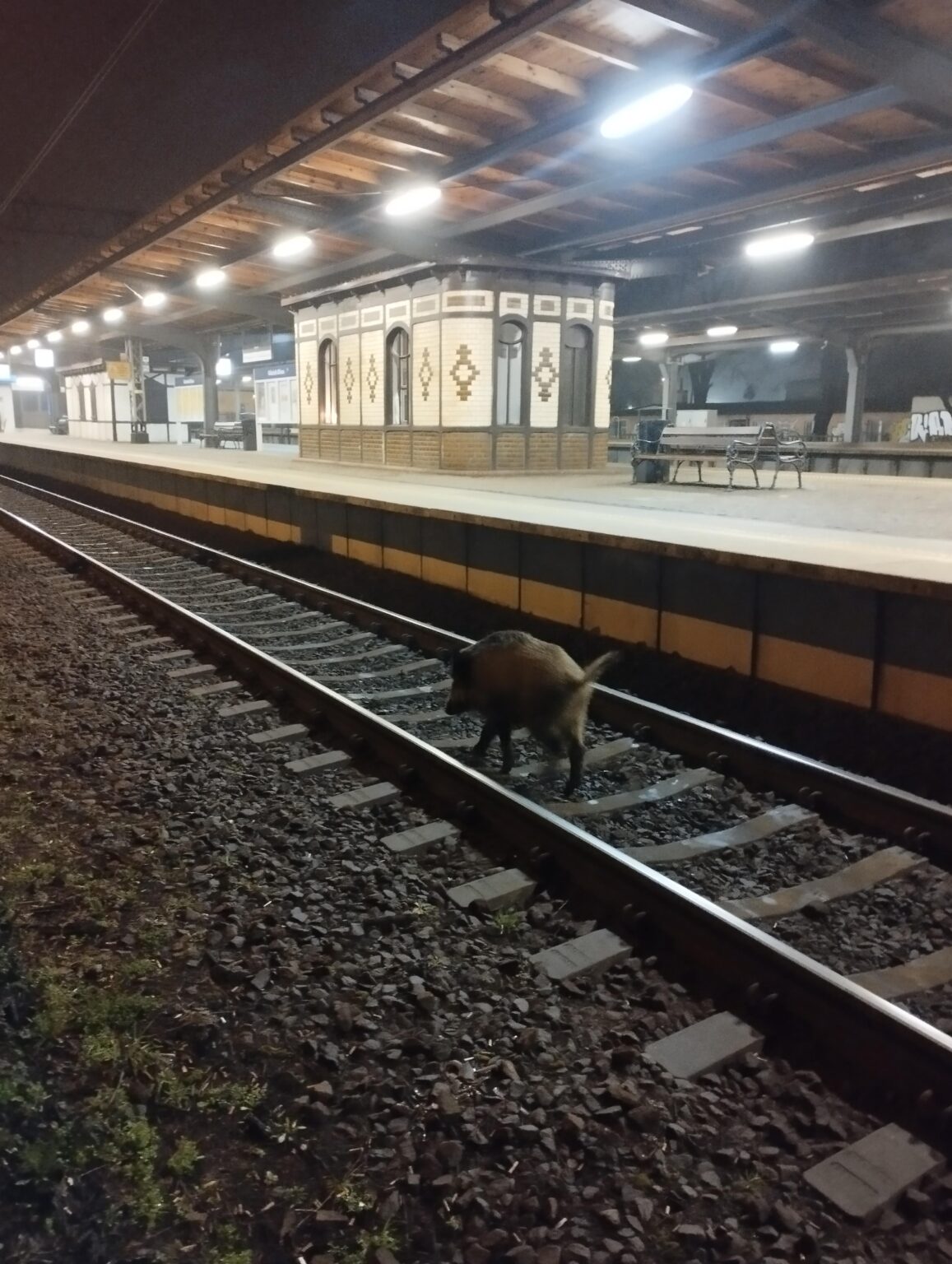 🚂 TLK "Dzik" は Gdynia Głowna です
