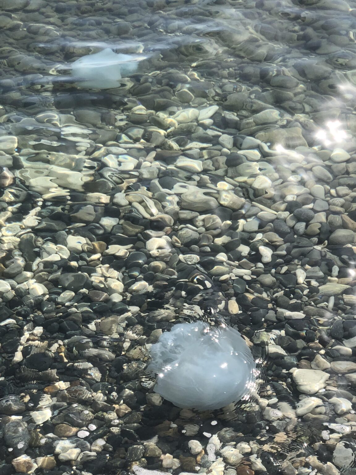 ラルナカで泳いでいるマハレピはどうなっているのですか？