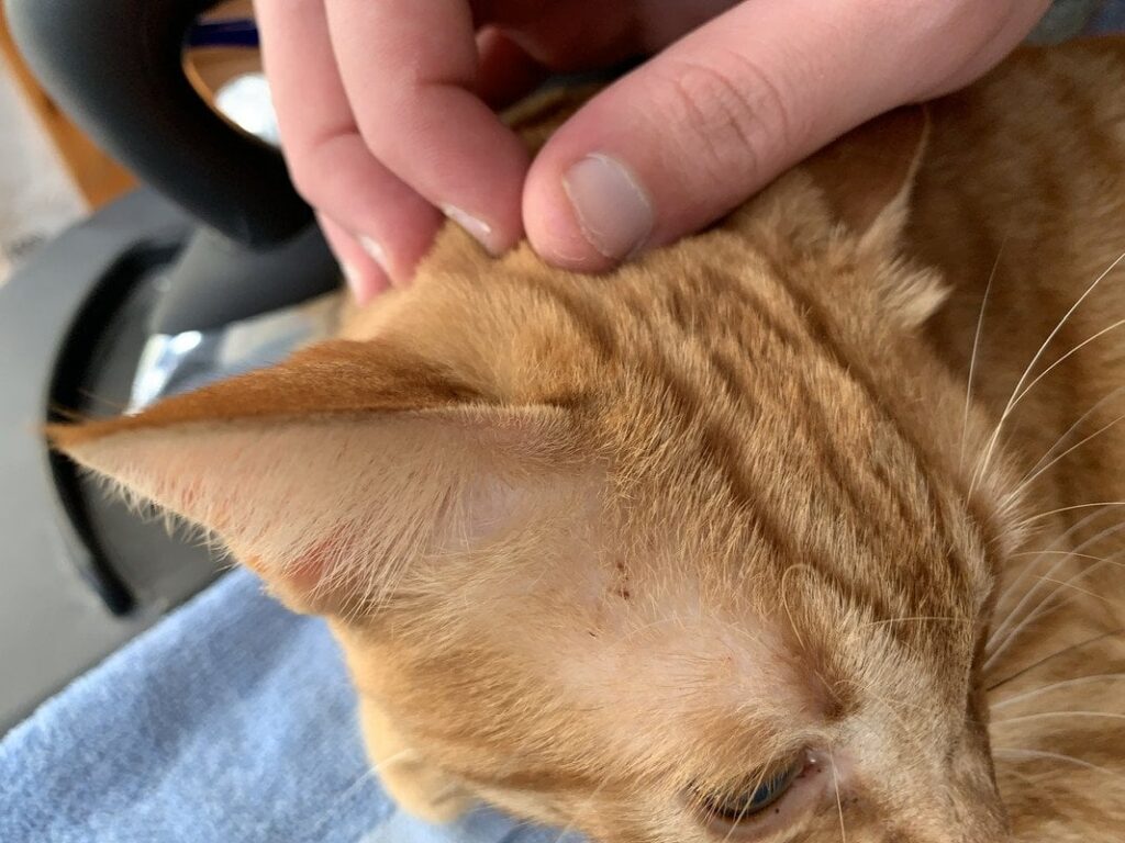 猫の助け