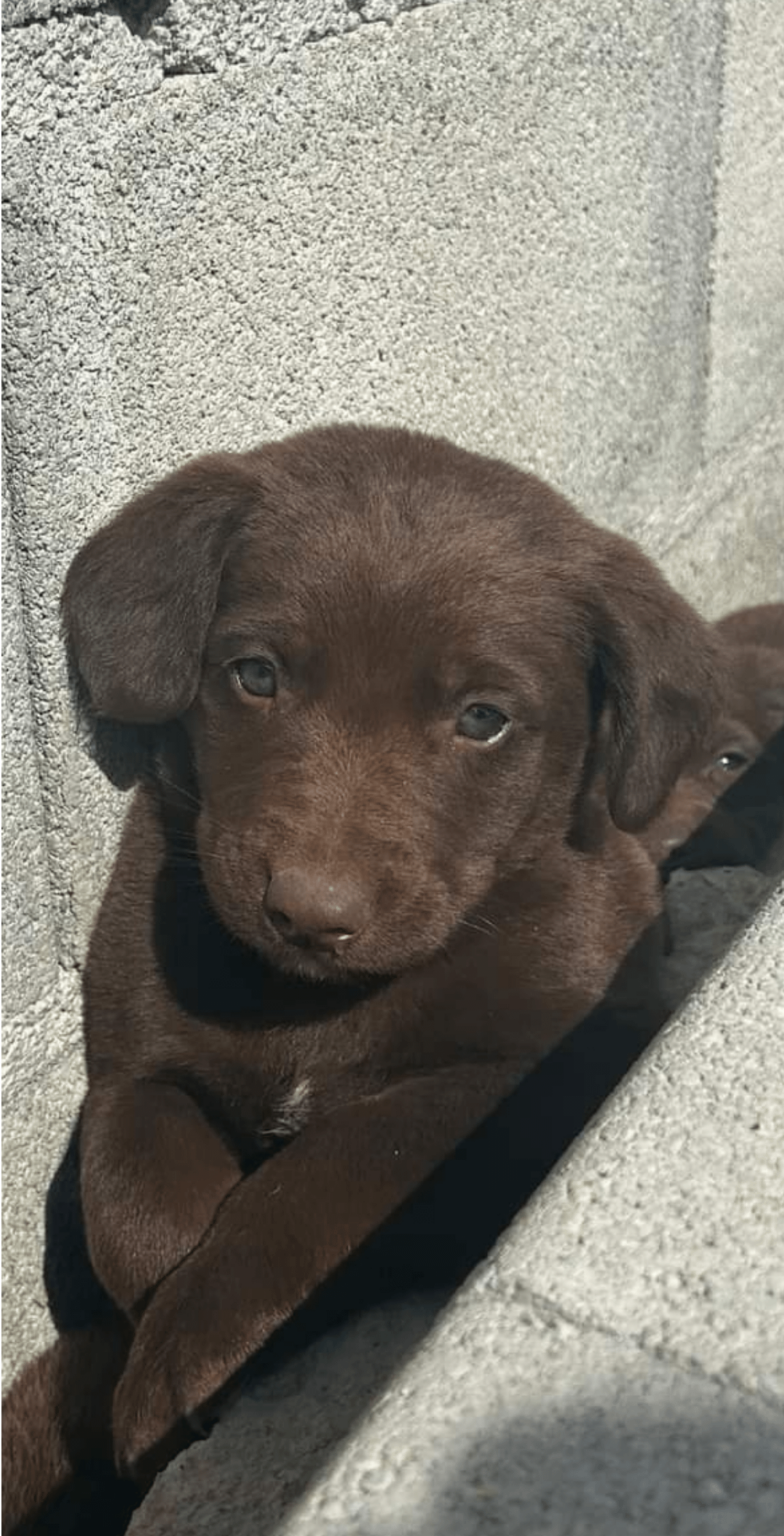 パライオメトチョ - 捨てられた子犬。