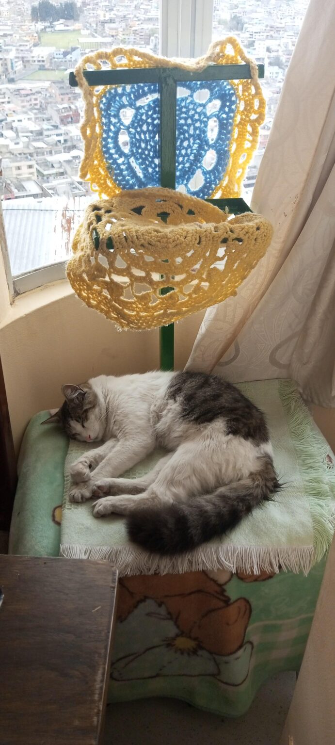 僕の子猫