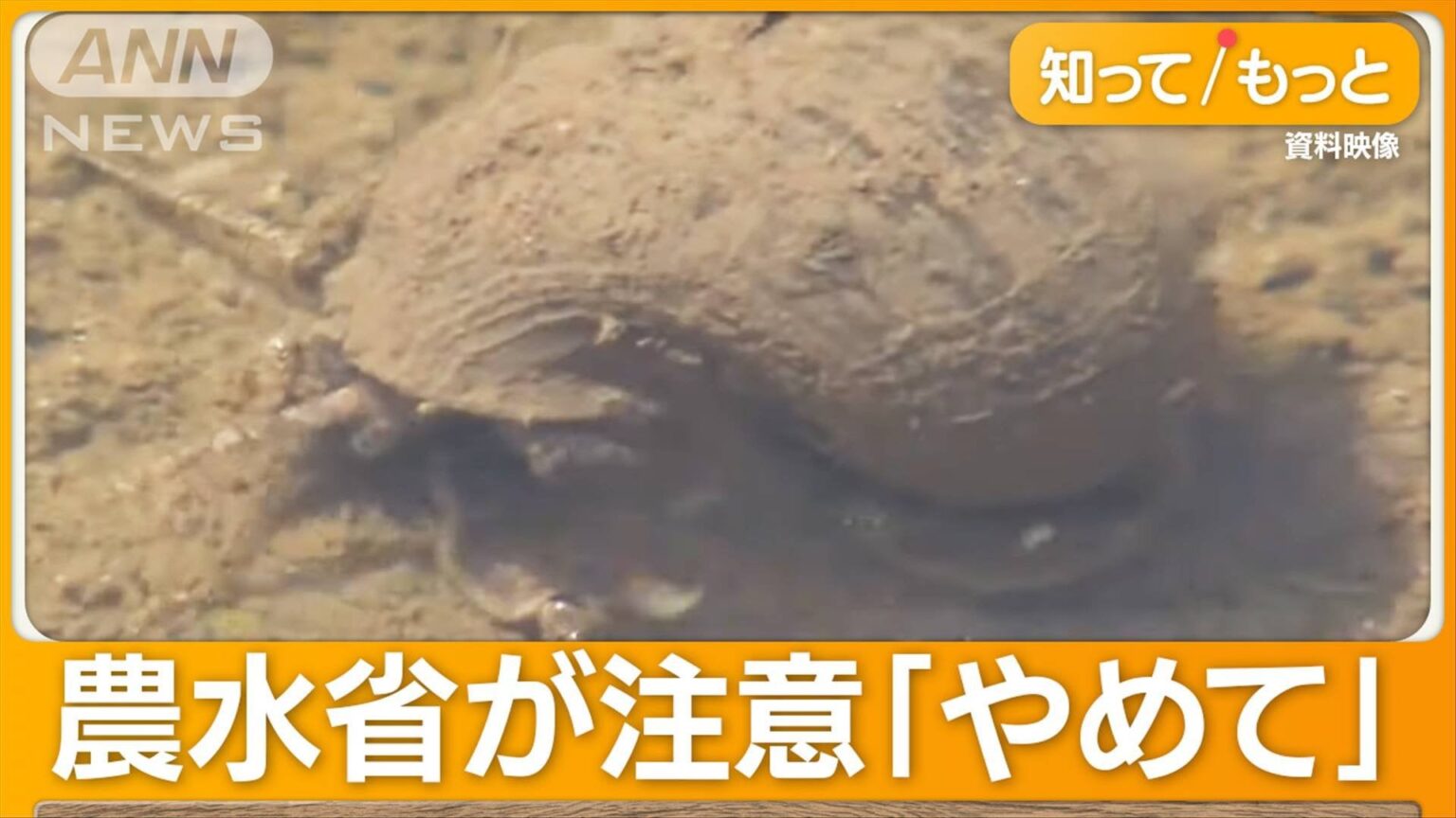 参政党・奈良支部SNS「ジャンボタニシさんありがとう！」 ジャンボタニシで除草？ 投稿が炎上 農水省が注意喚起 米農家「信じられない」