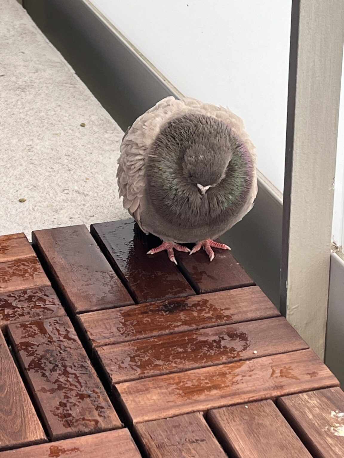 鳩がバルコニーに来ました - 病気か怪我のようですか?