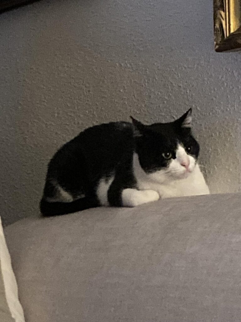 私の猫