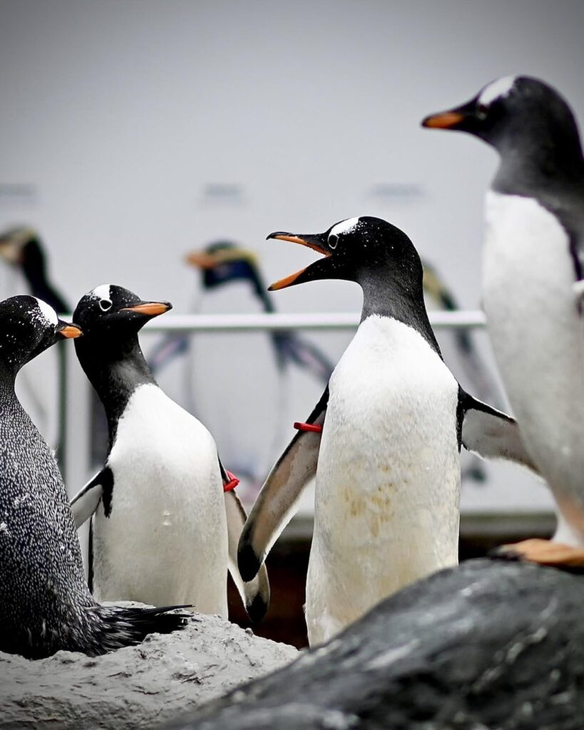 ノルウェーのペンギン