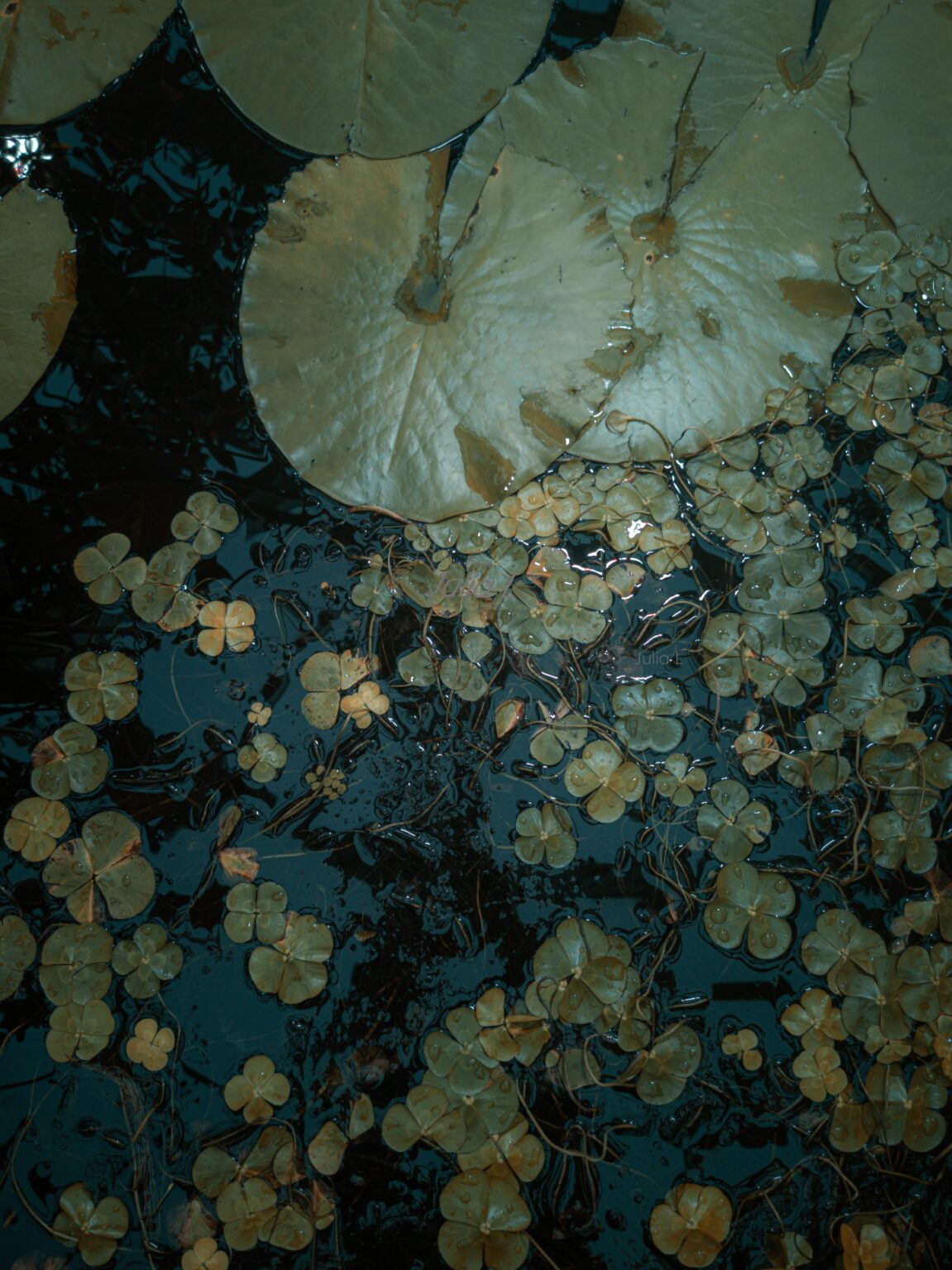 カイサニエミ植物園で撮った写真です