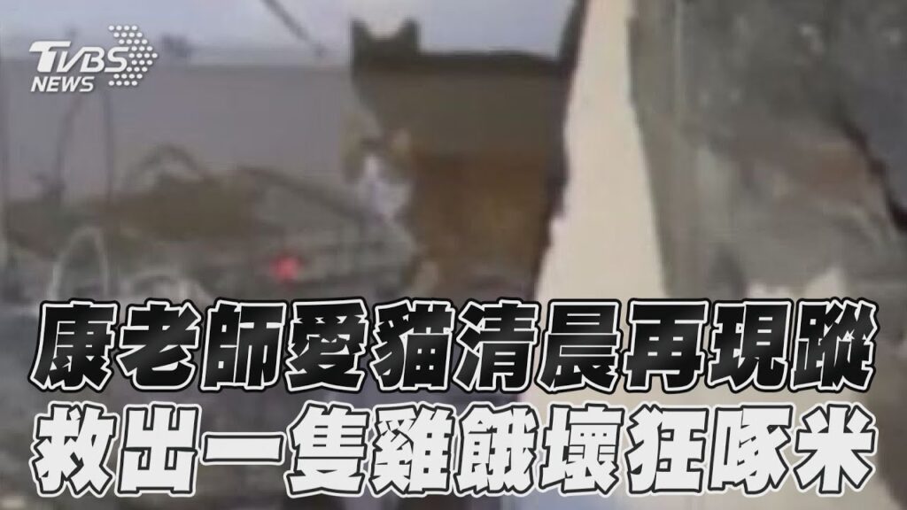 花蓮地震／康老師愛貓清晨再現蹤　救出一隻雞餓壞狂啄米｜TVBS新聞
