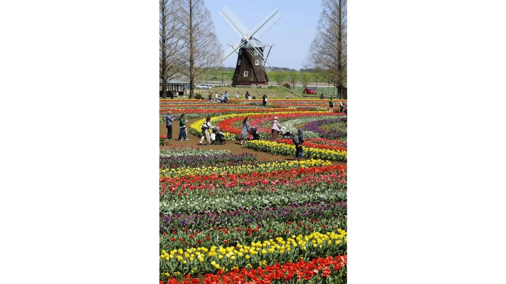 [社会] 赤や黄のチューリップ１６万球が見頃…千葉・柏「あけぼの山農業公園」