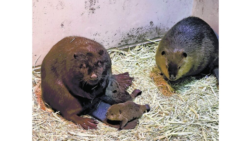 [社会] まるで「動くタワシ」、三つ子のビーバー誕生…高知県立のいち動物園