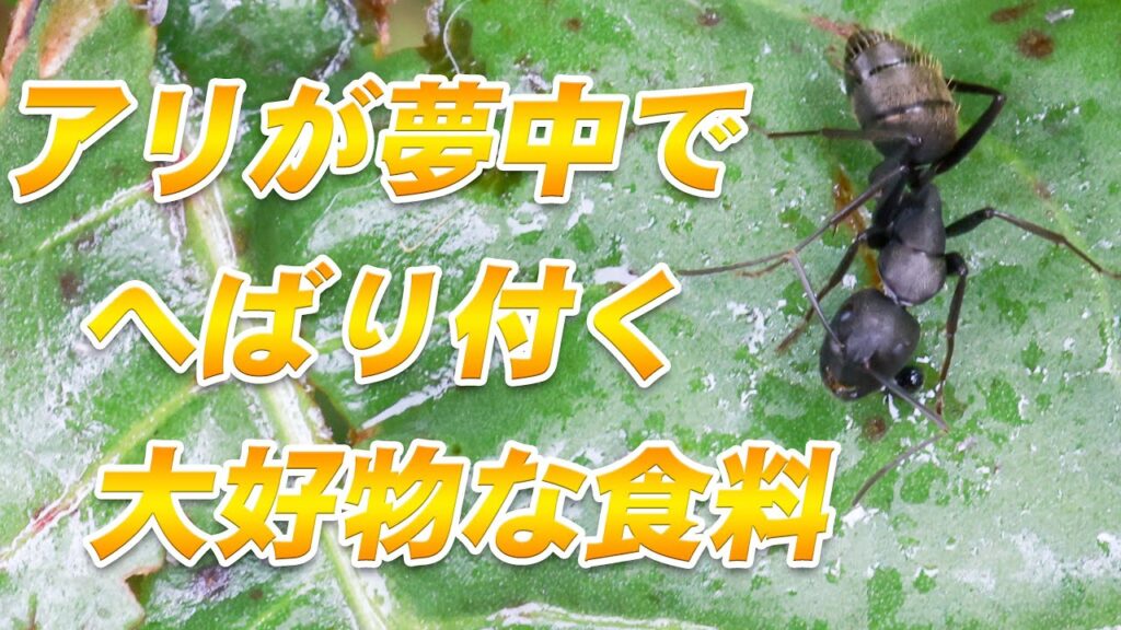 周りを気にもせずにむさぼりつくアリの大好物【クロオオアリ】
