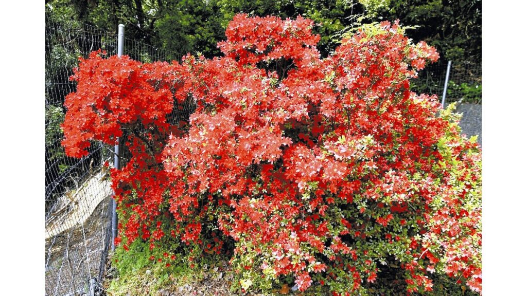 [ニュース] 「加藤清正が植えた」言い伝えも…長崎県対馬市のミヤマキリシマ、真っ赤に咲く