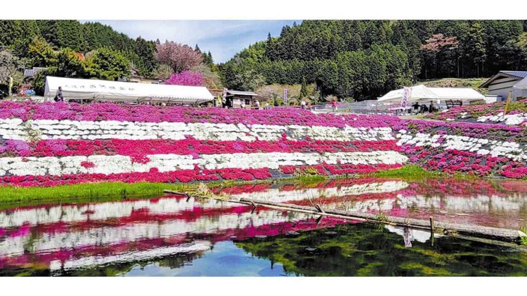 [ニュース] 山口県周南市の棚田の土手にシバザクラ、水面に映えるピンクや紫色の１・２ｈａ