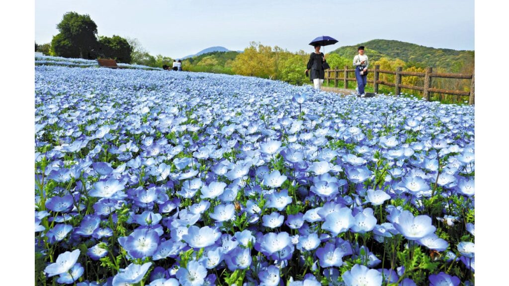[ニュース] 「青いじゅうたん」ネモフィラ、和名は「瑠璃唐草」…大分県杵築市・るるパークに７０万本