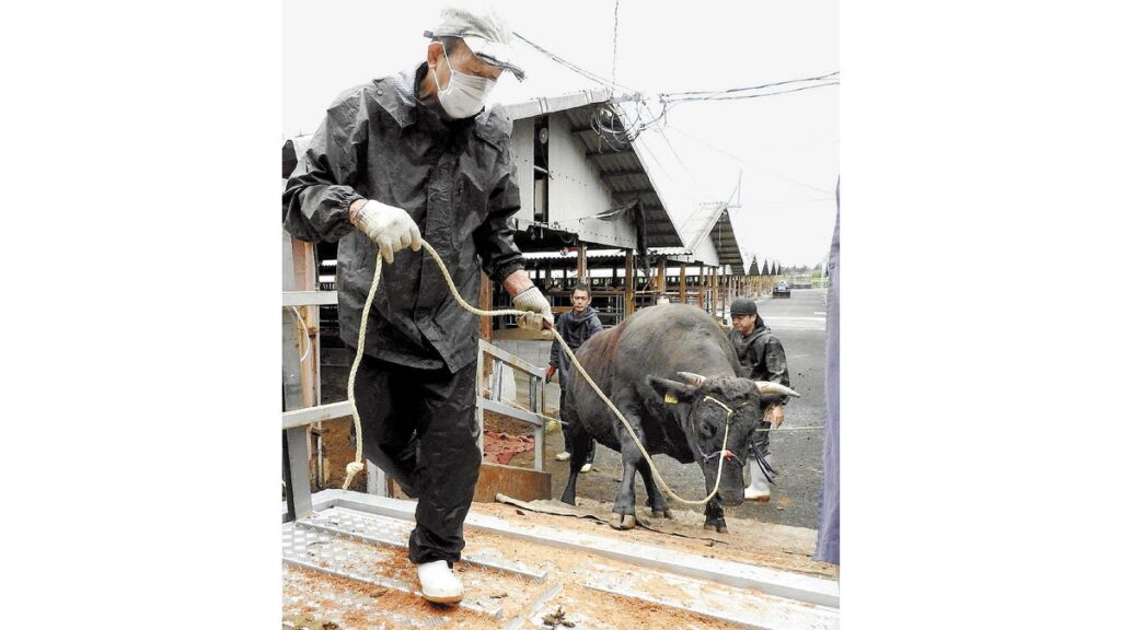 [ニュース] 鹿児島県から関西へ牛の輸送、フェリー活用すると…時間は延びるが「陸路のみより楽」