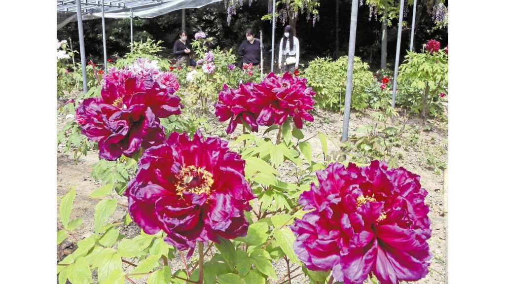 [ニュース] ボタンの大輪「自然の美しさに感動」…福岡県みやま市の庭園２０００株