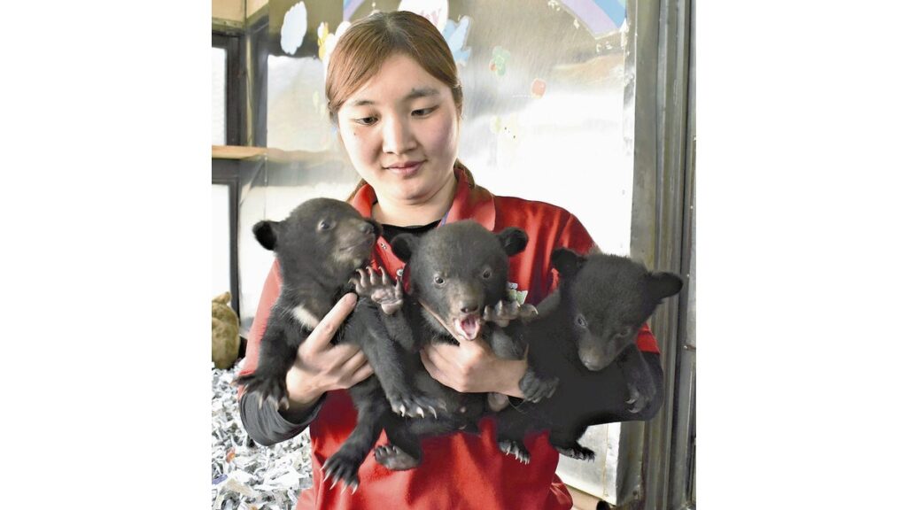 [ニュース] ニホンツキノワグマの赤ちゃん、愛くるしく「イアー」と鳴き…阿蘇カドリー・ドミニオン