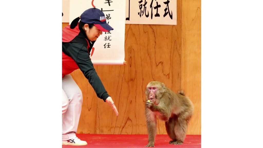 [社会] 高崎山のＢ群第１９代トップに２２歳オス「オオムギ」…えさ先取りテストで圧勝
