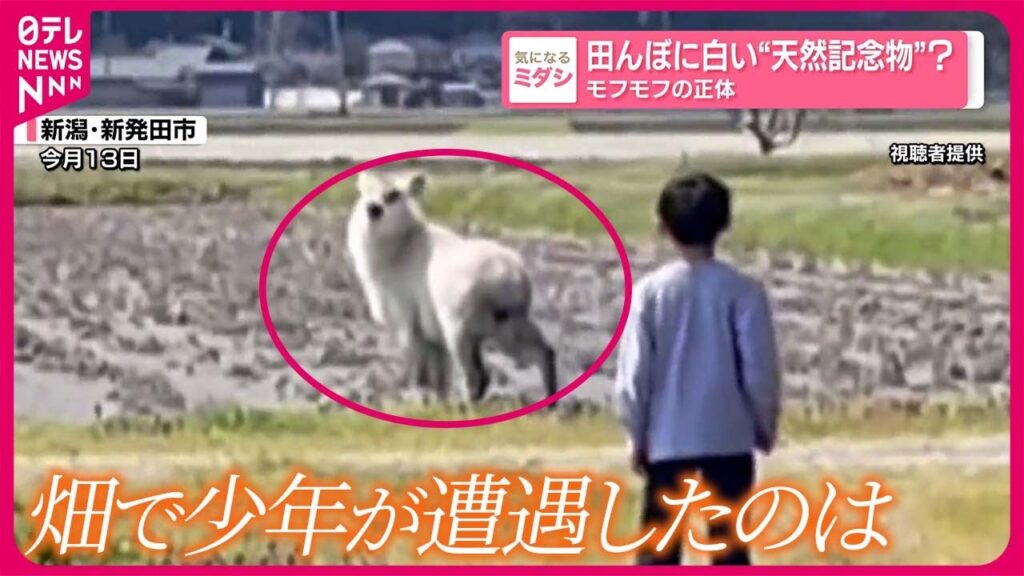 【モフモフの正体】田んぼに白い“天然記念物”? 【モフモフの正体】田んぼに白い“天然記念物”?