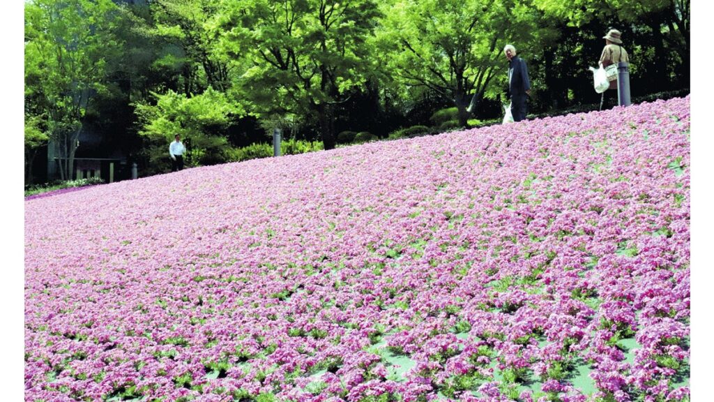[社会] 港区オフィス街にシバザクラ６万株、２４時間開放の庭園で咲き誇る…見る人に癒やし