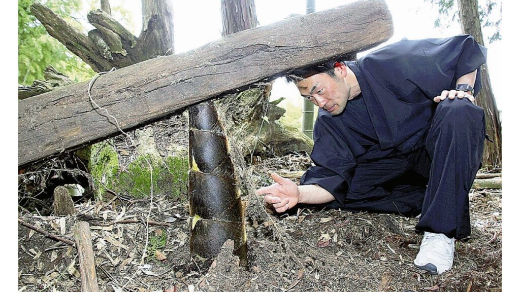 [社会] 重い角材を持ち上げて育つ「ど根性タケノコ」…まるでシーソー、専門家「大した生命力」「見たことない」
