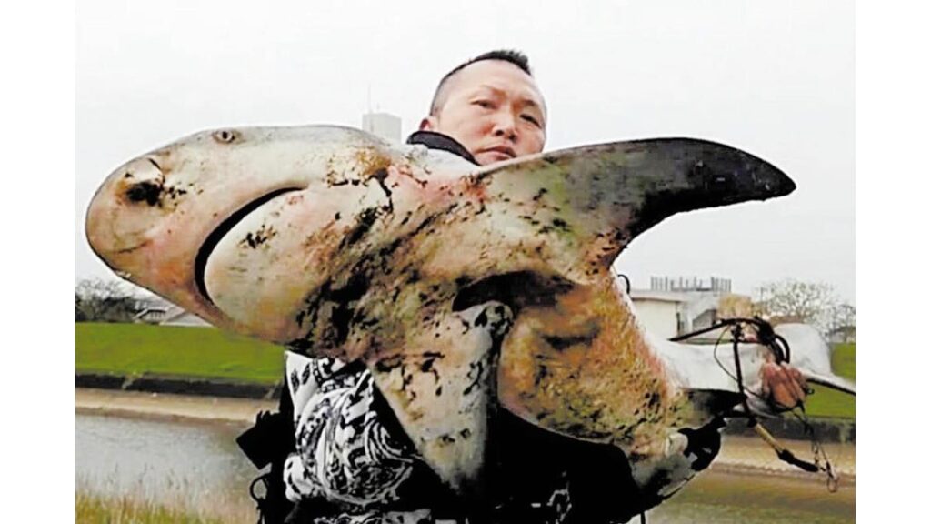 [ニュース] 人を襲う凶暴オオメジロザメ、宮崎市の河口付近で釣り上げられる…専門家「見たら水辺から離れて」