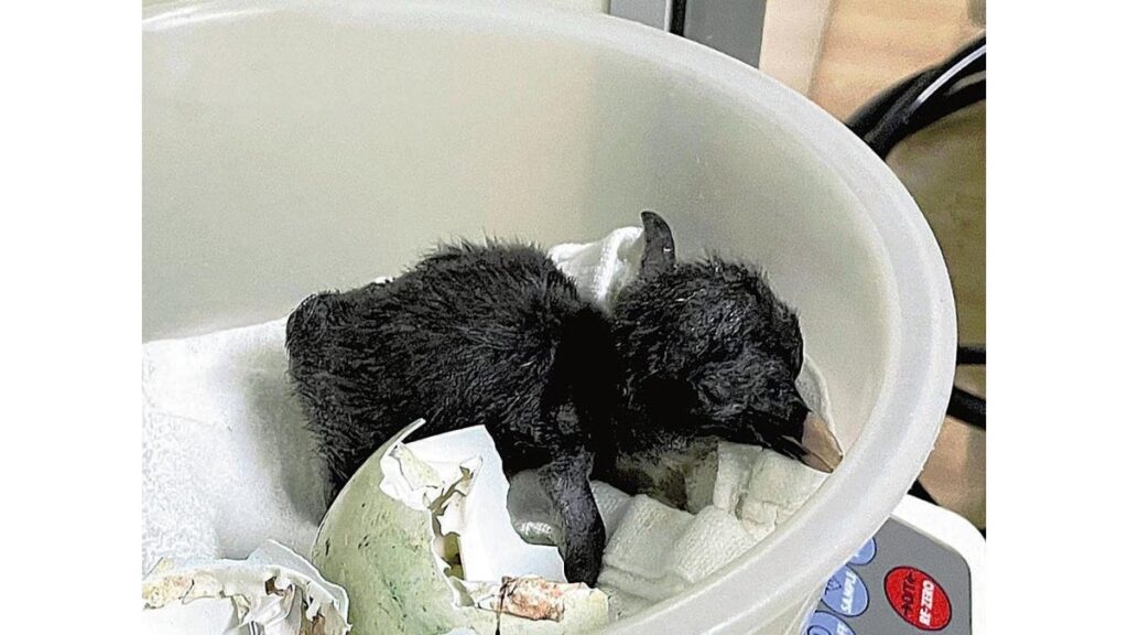 [社会] 黒いふわふわ、キタイワトビペンギンのヒナ誕生…男鹿水族館「子育ての様子が見られるかも」