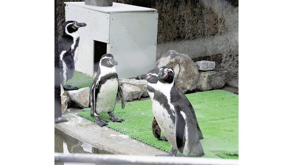 [ニュース] 「羽は夏に全部抜ける？」…広島・安佐動物公園でペンギンの生態などをクイズで解説