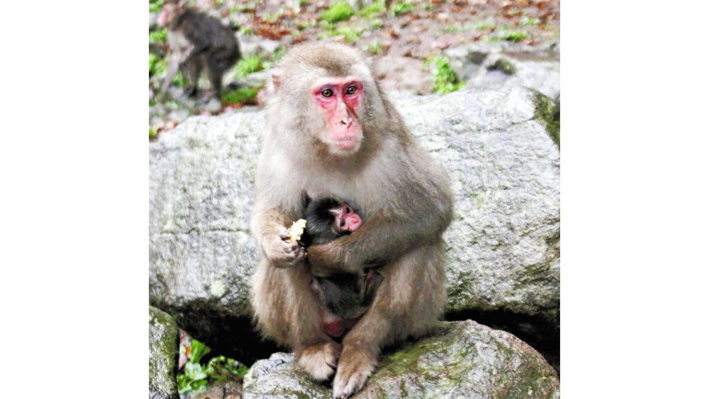 [社会] 赤ちゃんザルに「デコピン」命名…高崎山自然動物園「大谷選手のように輝いて」