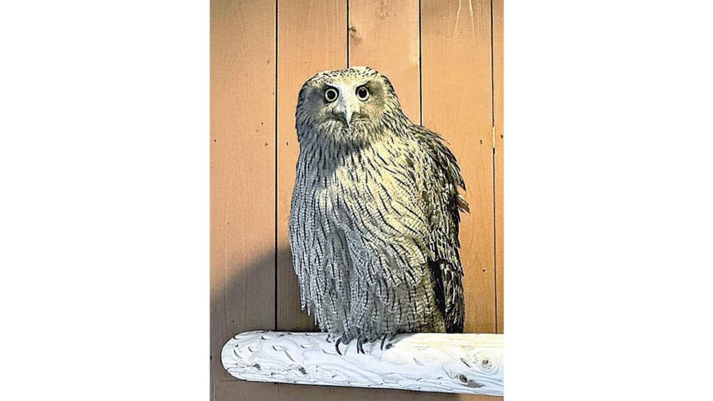 [ニュース] 絶滅危惧フクロウ那須に