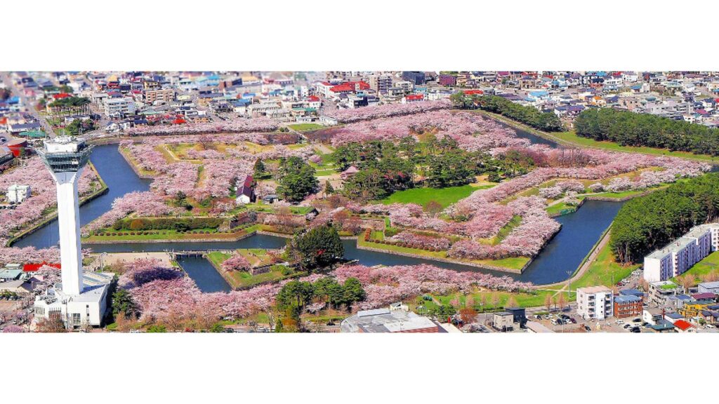 [社会] 淡いピンクの「星形」が大地に、満開１００万ドルの美景…北海道函館市の五稜郭公園