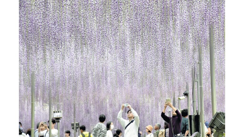 [ニュース] 藤降り注ぐ 足利