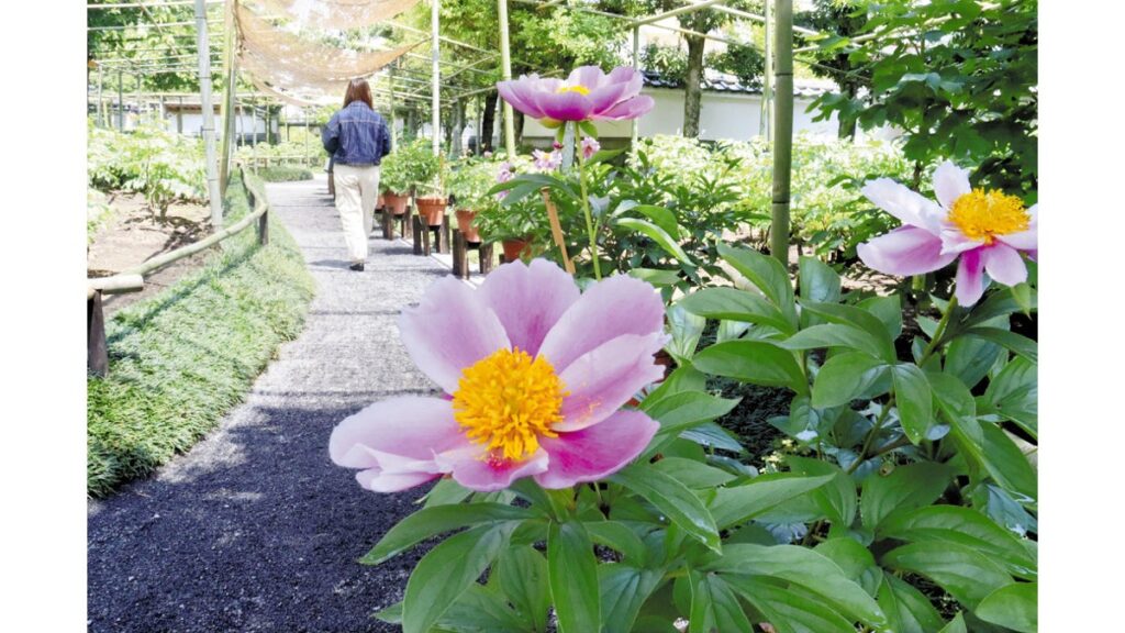 [ニュース] 「シャクヤク」まもなく満開、祐徳稲荷神社の庭園彩る…大学生「園内の緑に花の色が映えてきれい」