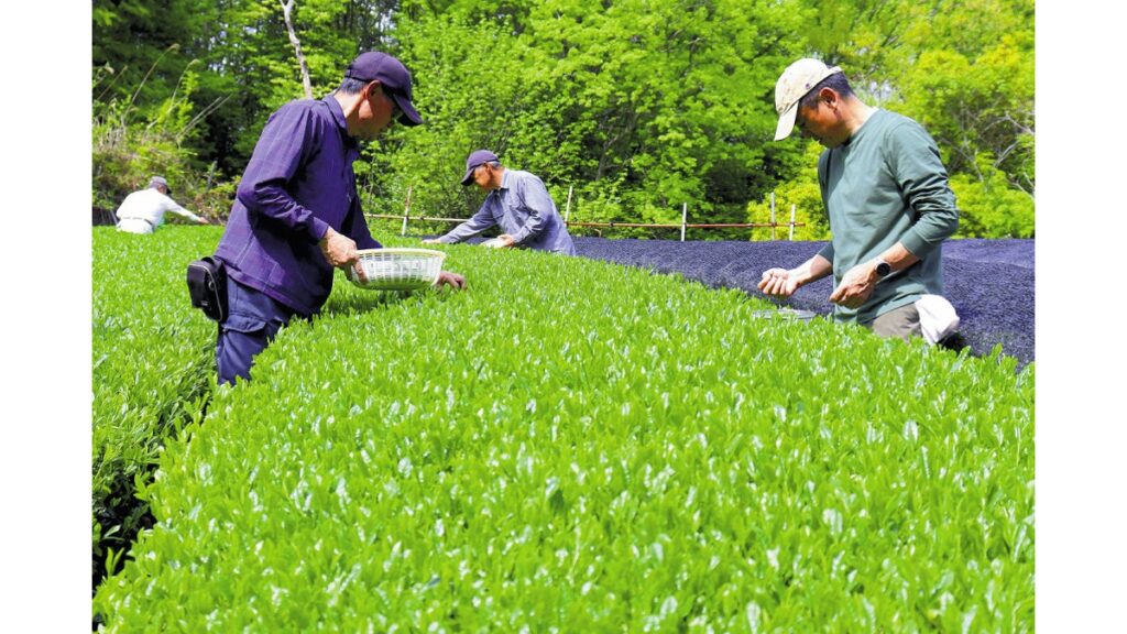 [ニュース] 鮮やか新茶 手摘み 月ヶ瀬