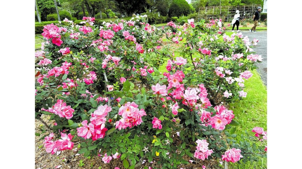 [ニュース] 宮崎市の「バラまつり」色も香りも楽しんで…春のシーズンは５月上旬まで