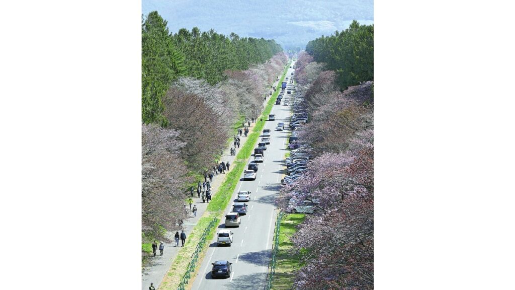 [社会] 直線道路７ｋｍの桜並木が満開、大正時代に近隣の山から移植…「二十間道路」歩いて楽しむ花見客