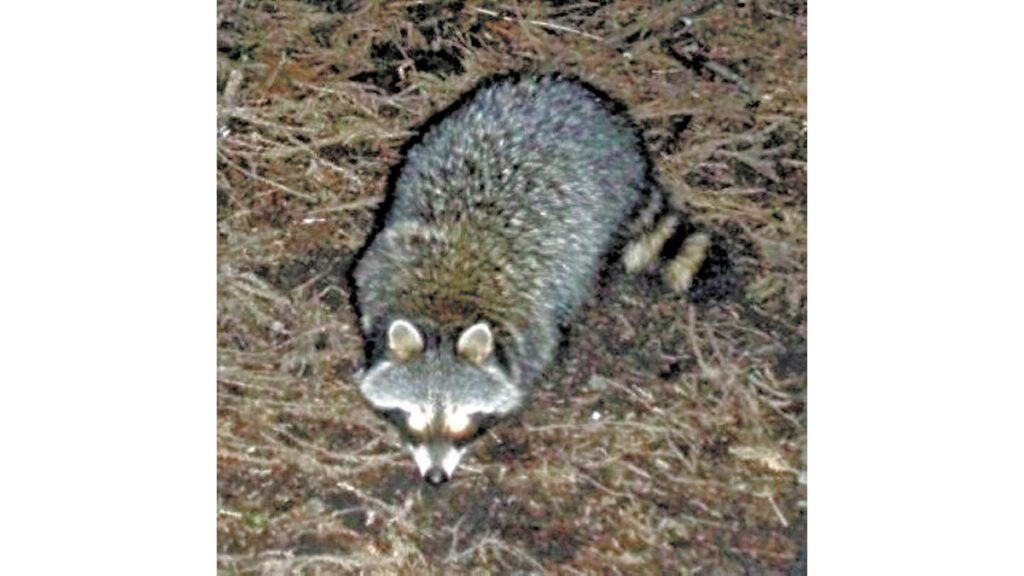 [ニュース] アライグマ農産物被害防ぐ「箱わな」、免許なくても捕獲可能に…福岡県が防除計画