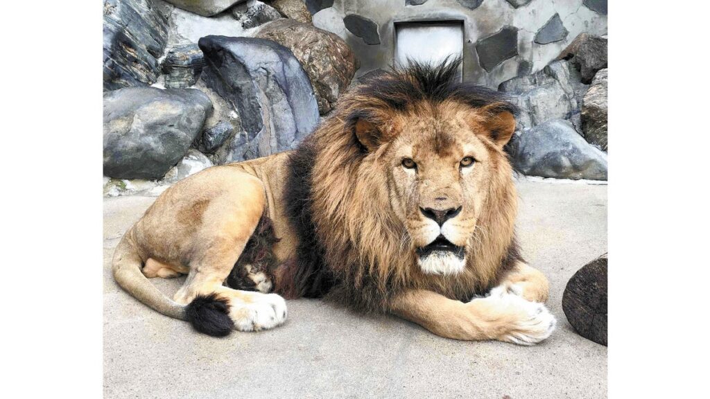[ニュース] ２２歳の雄ライオン「モイカ」死ぬ…山口県周南市徳山動物園、昨夏に雌「シジミ」なくし単独飼育