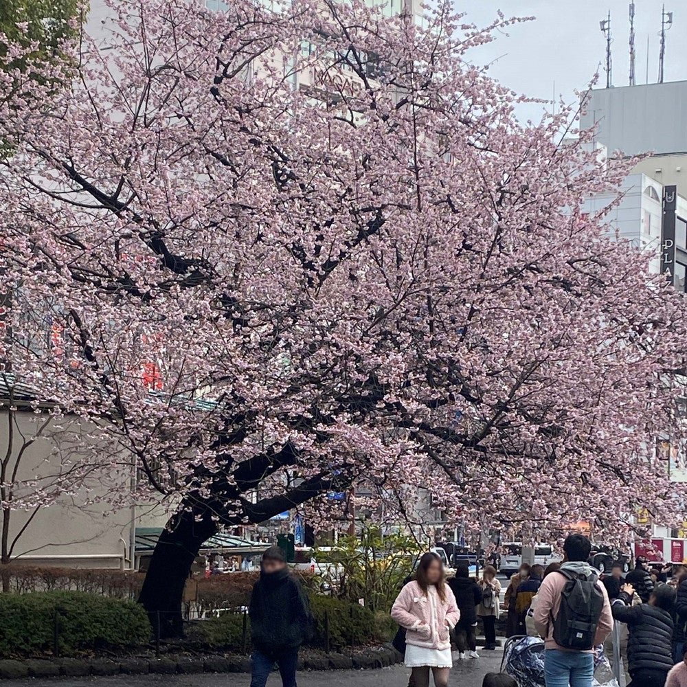 上野のお山を下りてきた交番横の早咲きの桜はほぼ満開だった（３月６日、写真は一部加工してあります）